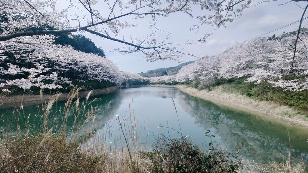 arayaswallow's tweet photo. 桜きれいでした。

かじかドライブインで海老の柿の葉寿司買って帰りました。 https://t.co/PfAqZVILDq