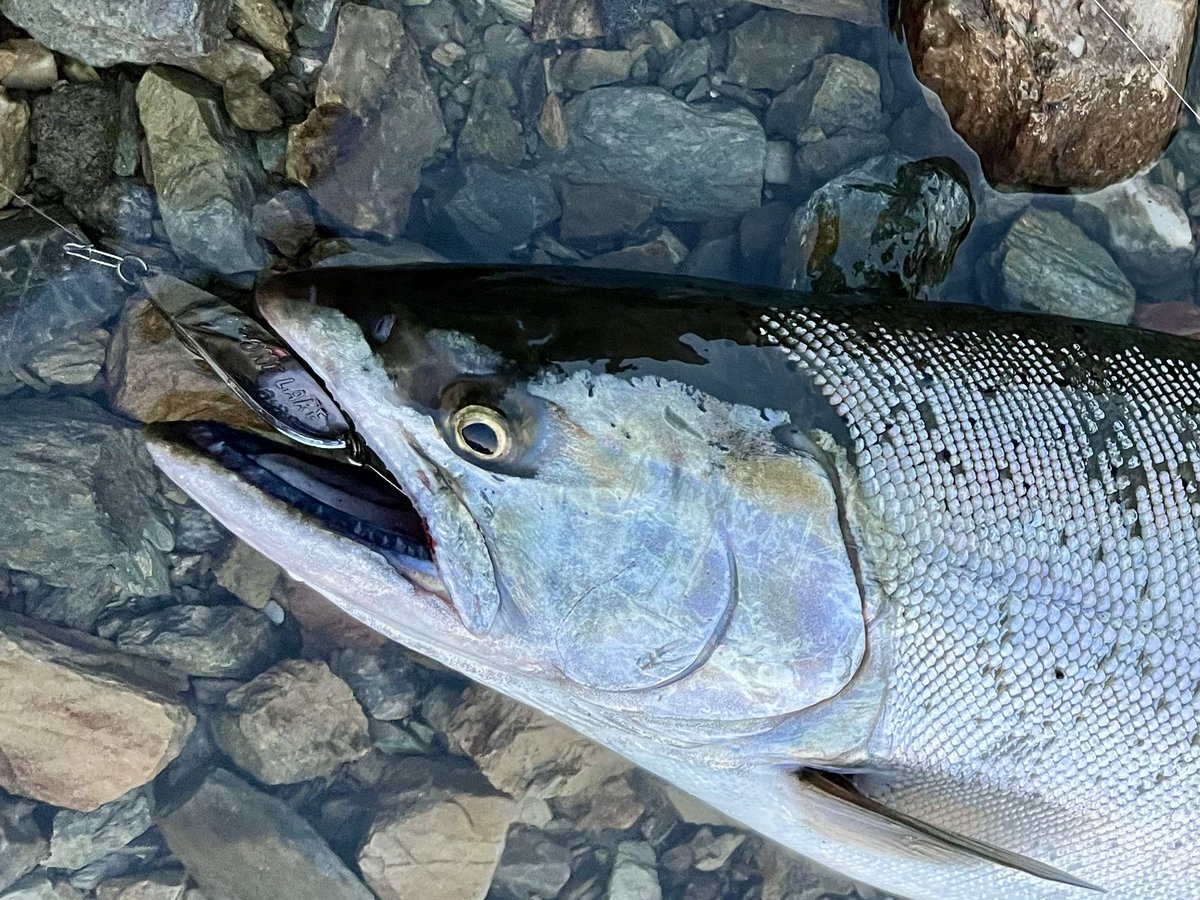 桜マス！ さくら sakura adidas ZX 8000