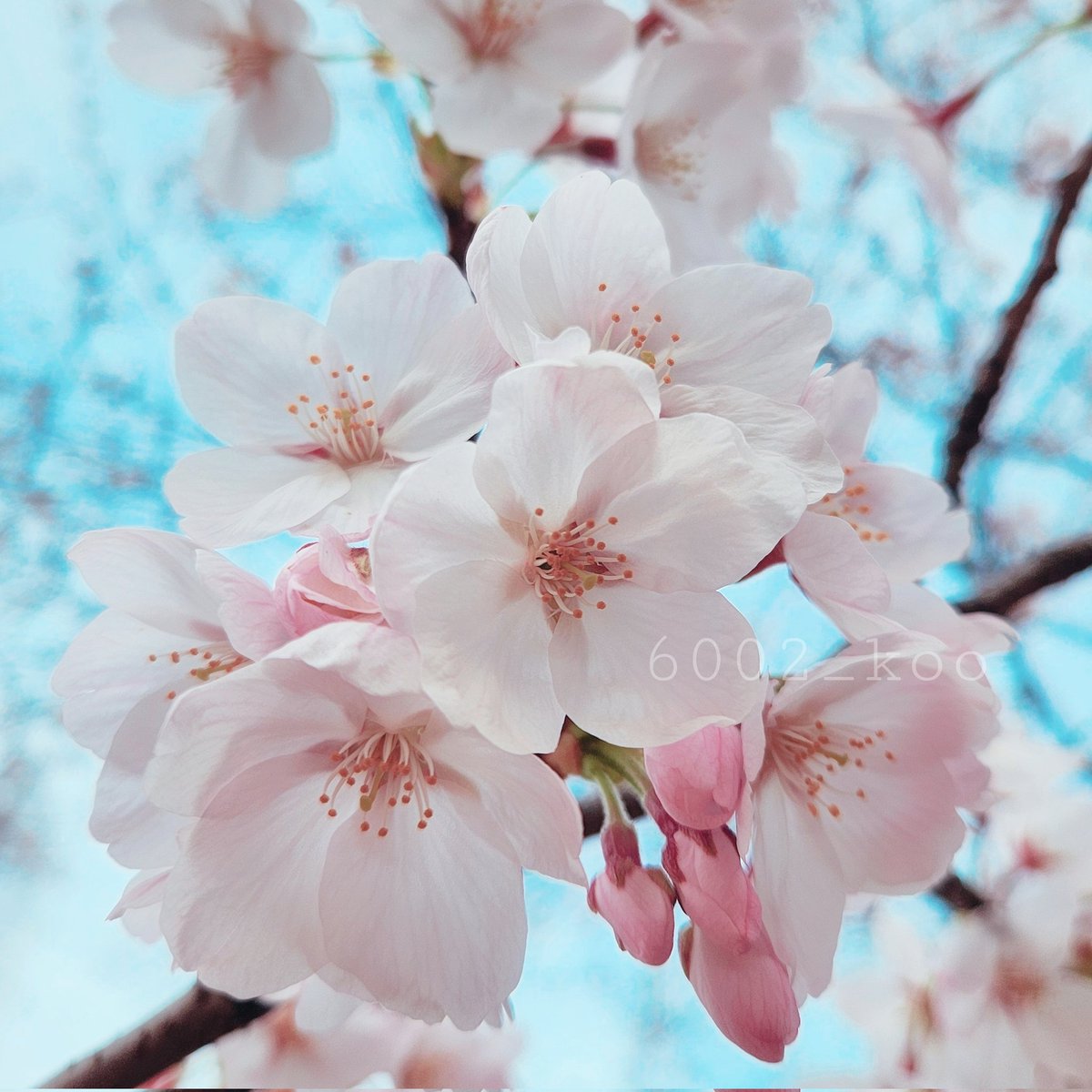 6002_koo's tweet photo. 花曇りの優しい色。

#桜2024 https://t.co/dMpfbdG8nf