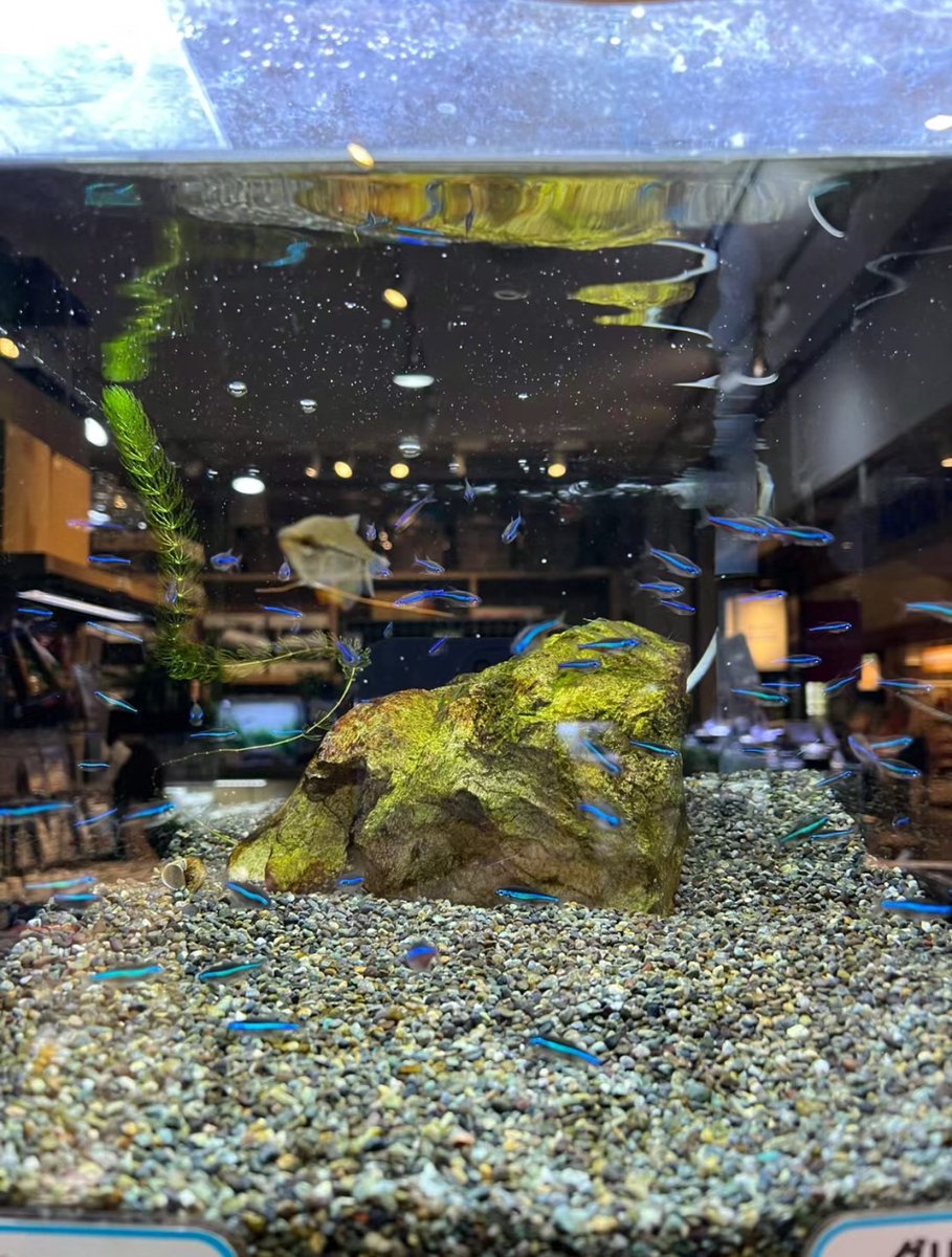 水槽の中心です🐟青い魚がかわいいです🥰