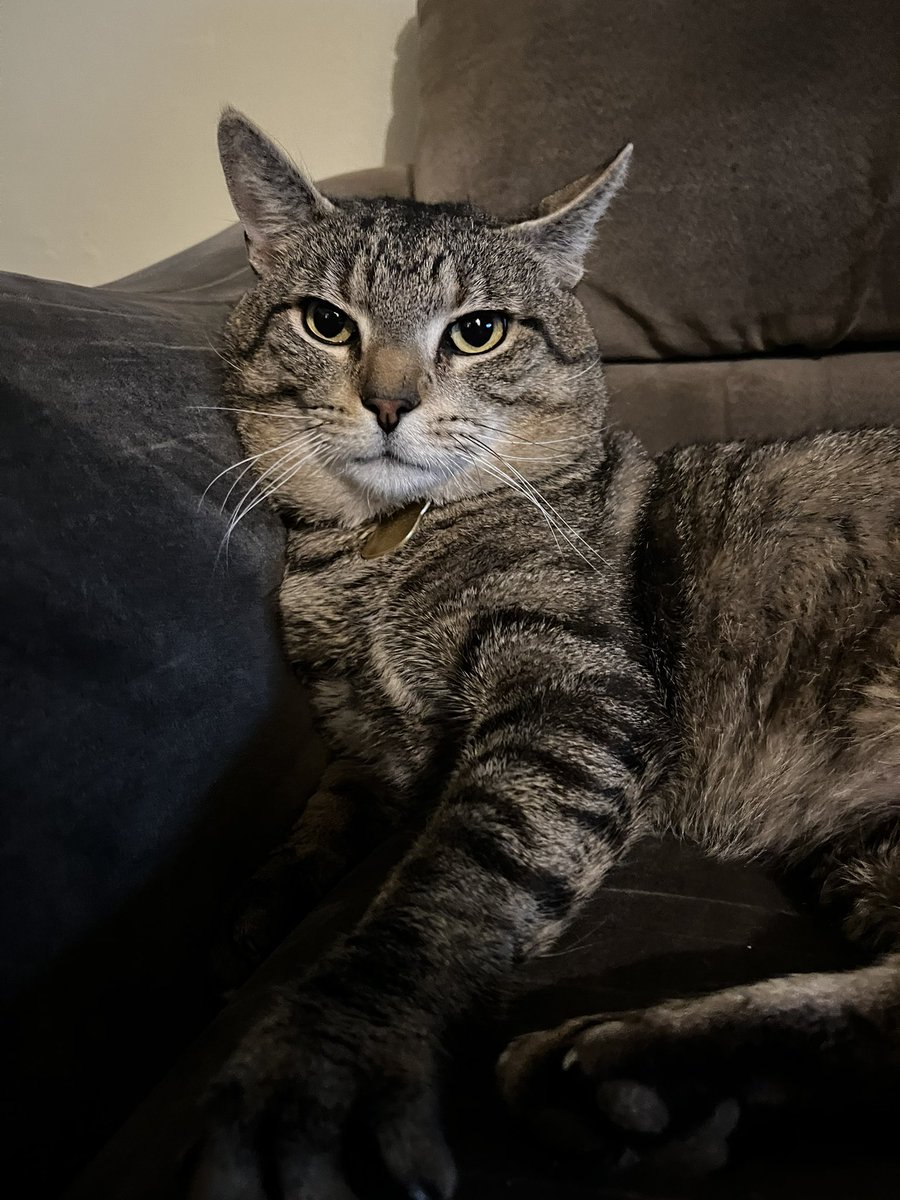 Jaded_Chinx's tweet photo. Do you mind hooman? I’m trying to take my 50th nap of the day #caturday #Cats #CatsLover #CatsOfTwitter #CatsOnX #CatsOfX https://t.co/OfEjPvnJHI