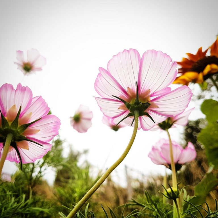 higgledygarden's tweet photo. The busy, modern thrill seeker may have challenges in deciding which Cosmos are best for their cut flower gardens in the dog eat dog season of 2024.
I've attempted to assist them in this little guide: https://t.co/wLMwVY3uam https://t.co/Vym2MbvKrd