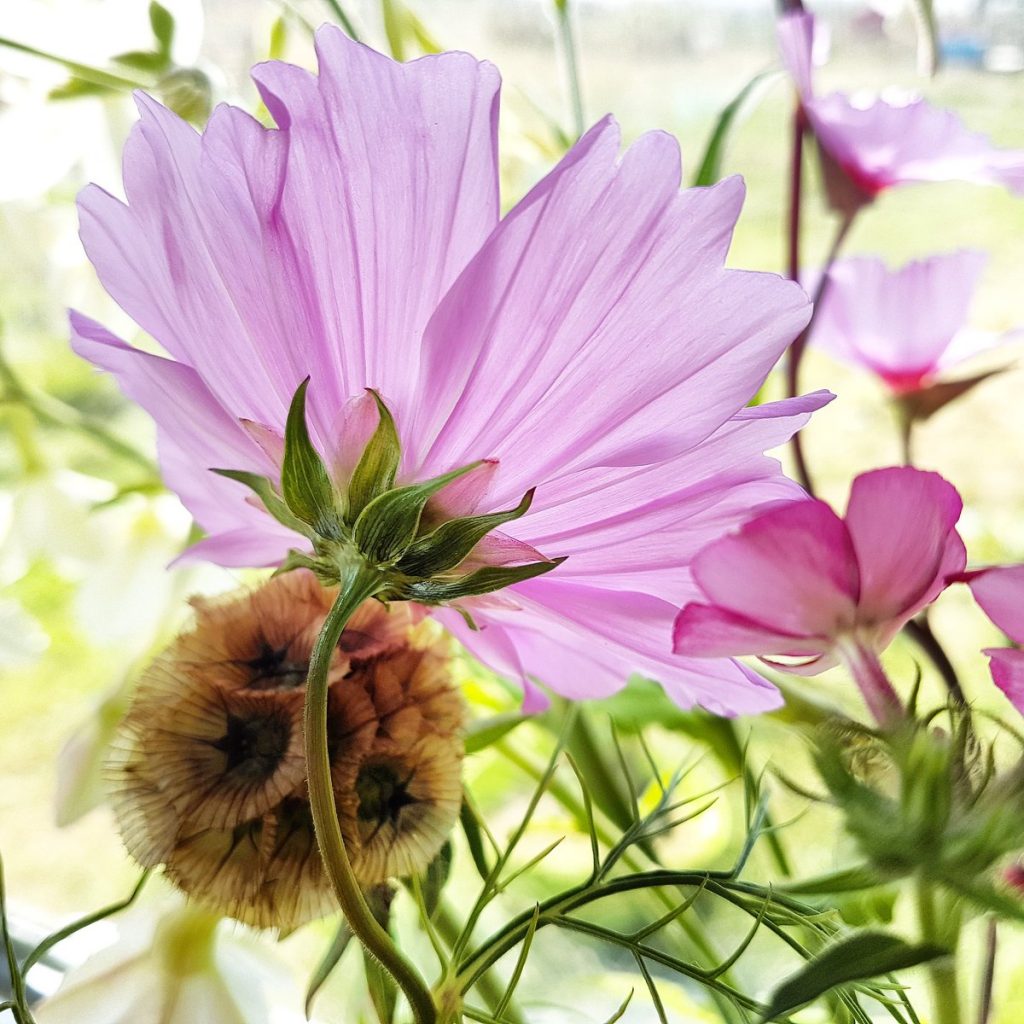 higgledygarden's tweet photo. The busy, modern thrill seeker may have challenges in deciding which Cosmos are best for their cut flower gardens in the dog eat dog season of 2024.
I've attempted to assist them in this little guide: https://t.co/wLMwVY3uam https://t.co/Vym2MbvKrd