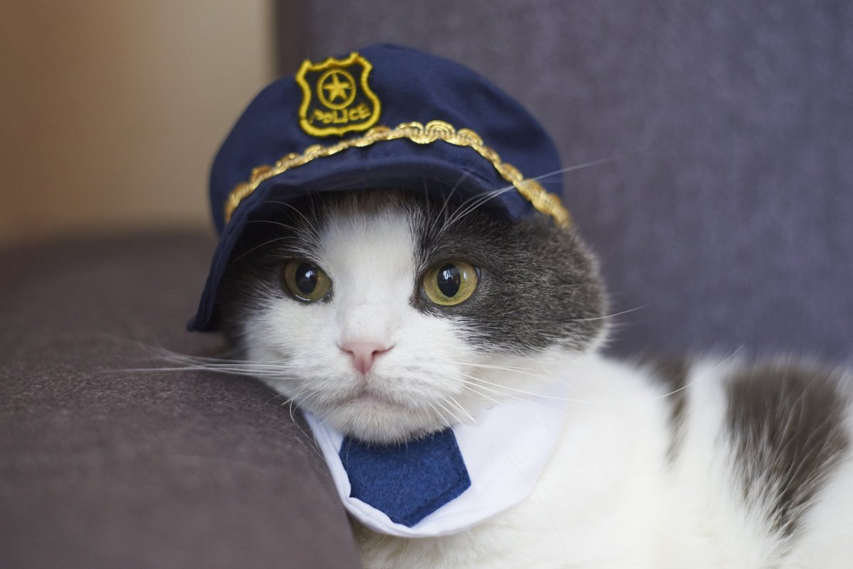 $COPCAT tweet media