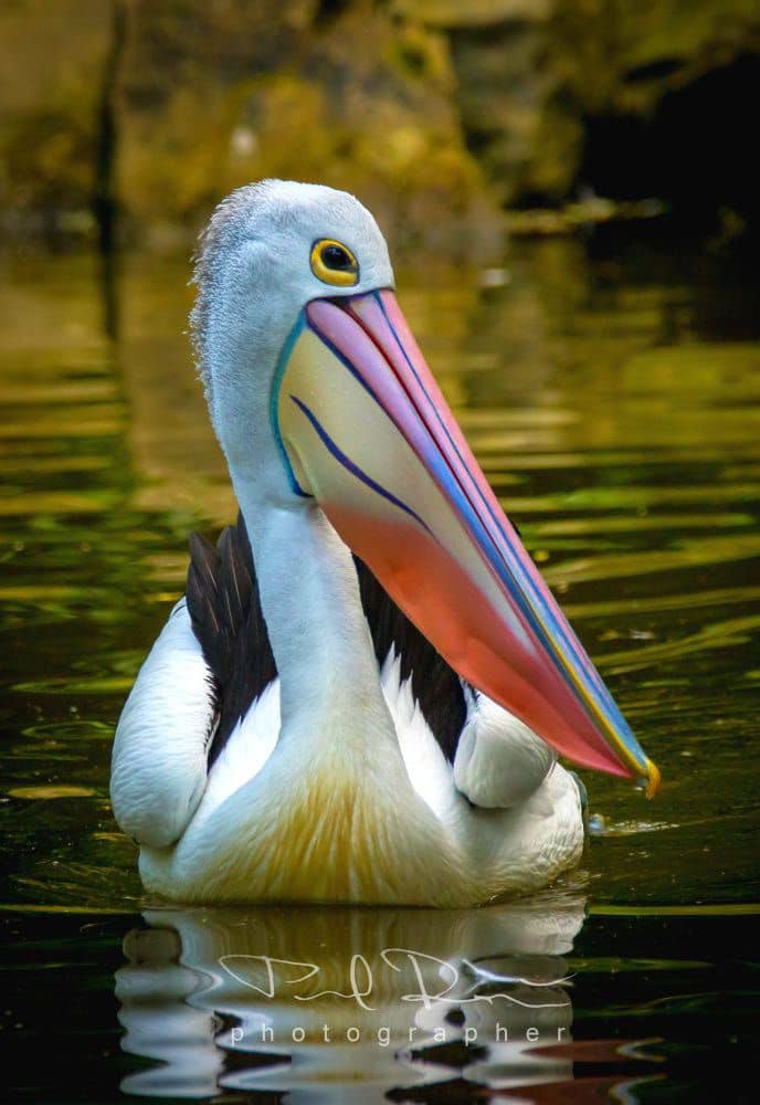 🐦Australian Pelican (Pelecanus conspicillatus) by Pawwka. During courtship, the orbital skin and distal quarter of the bill are orange-coloured with the pouch variously turning dark blue, pink and scarlet.

#birds #birdwatching #photograghy #BirdsOfTwitter #GanJingWorld #GJW