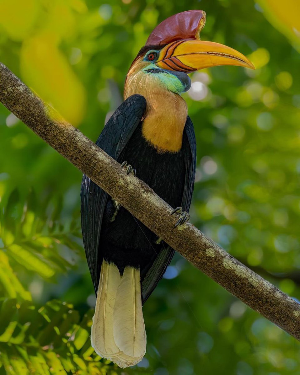 🐦Knobbed Hornbill (Rhyticeros cassidix), also known as Sulawesi Wrinkled Hornbill endemic to Indonesia. Photo by Dustin Chen.

#birds #birdwatching #photograghy #BirdsOfTwitter #GanJingWorld #GJW