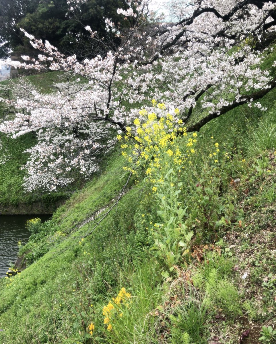 🇺🇸[Flower]
💐Somei-Yoshino cherry trees in Tokyo are in full bloom☺️🌸
#Sakura #Cherrytree #Chidorigafuchi 
#TmSflower
#Tokyo #TokyoTrip 
#TokyoLove #TokyoLover 
#JapanTrip #JapanTravel 
#JapanLover #JapanLove