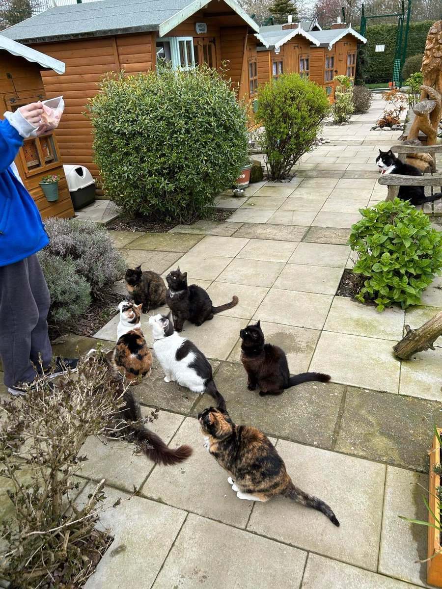 Shropshire Cat Rescue tweet media