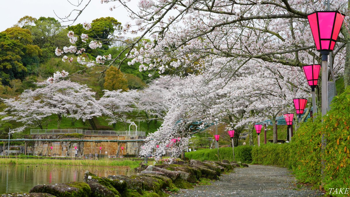 monster636ninja's tweet photo. 静岡県藤枝市蓮華寺池公園の
染井吉野が見頃を迎えていました
1.5kmの園路沿いが満開に咲き
美しい光景が広がっていました🌸 https://t.co/42hbEK4t2L