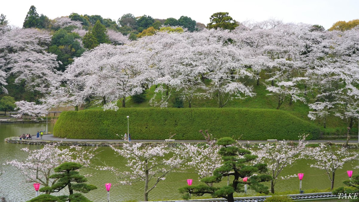 monster636ninja's tweet photo. 静岡県藤枝市蓮華寺池公園の
染井吉野が見頃を迎えていました
1.5kmの園路沿いが満開に咲き
美しい光景が広がっていました🌸 https://t.co/42hbEK4t2L