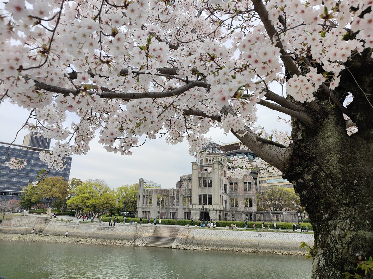 平和記念公園の桜も満開
インバウンドの方がとても多いですねー