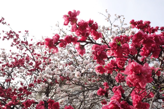 近所の花。先週はほぼ咲いてなかった桜も少しずつ開花してましたがまだ半分以下な感じで全く開花してないものも多数。花ニラはほぼ満開でした。 