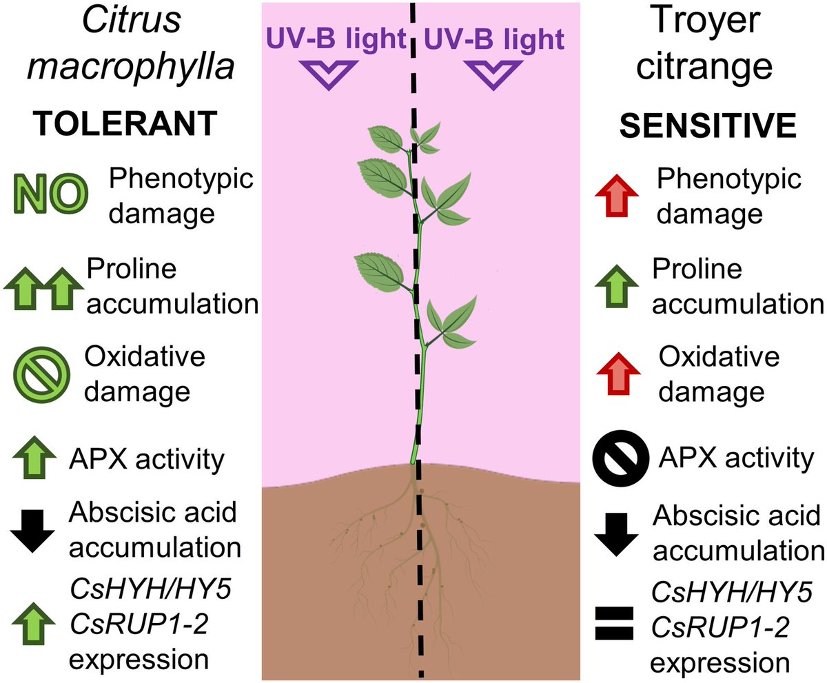 AbioticStress's tweet image. Article by Peris et al @Roperez2003 @agomezcadenas @ecobiotec_uji @wileyplantsci

#Proline accumulation and #antioxidant response are crucial for #citrus tolerance to #UV-B light-induced #stress

onlinelibrary.wiley.com/doi/10.1111/pl…

#PlantSci @CitecusOk @ykuzyakov @PlantRedox @citrusresearch