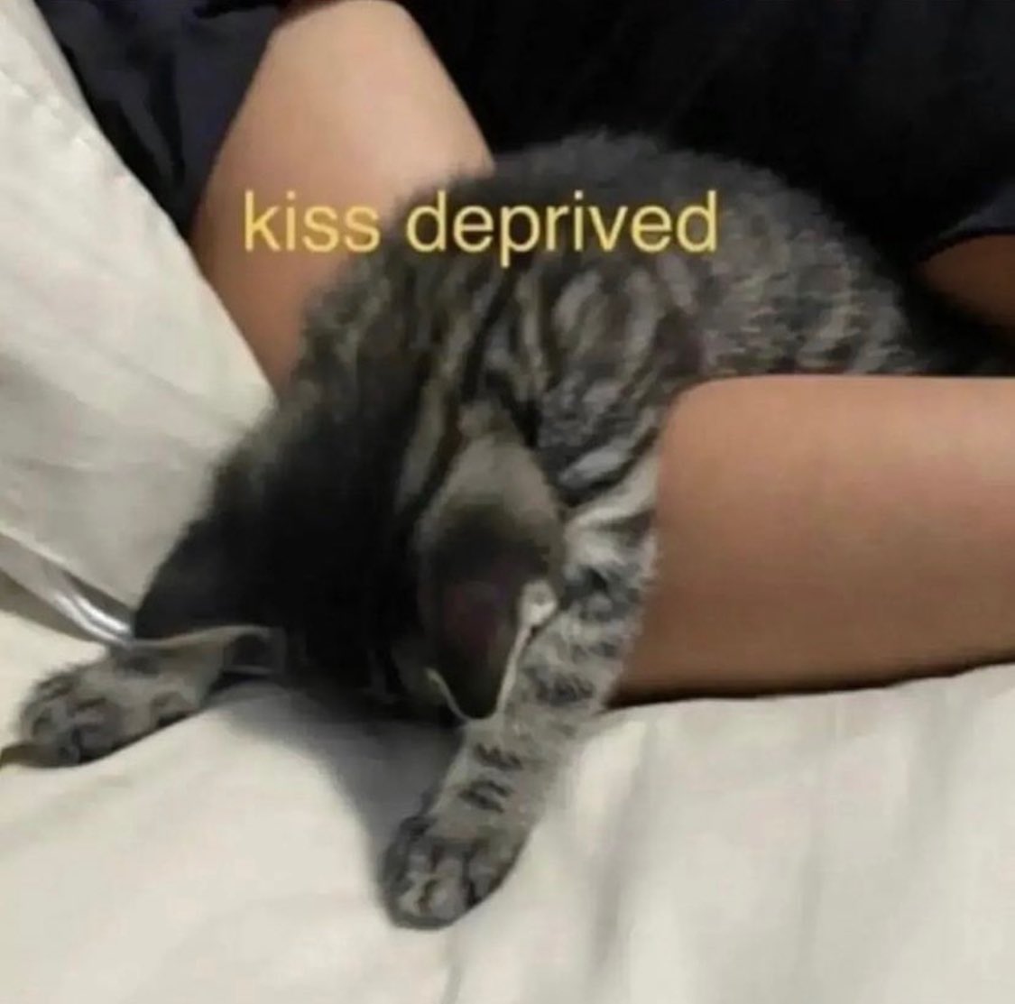 Punch Cat (@punchingcat) on Twitter photo 