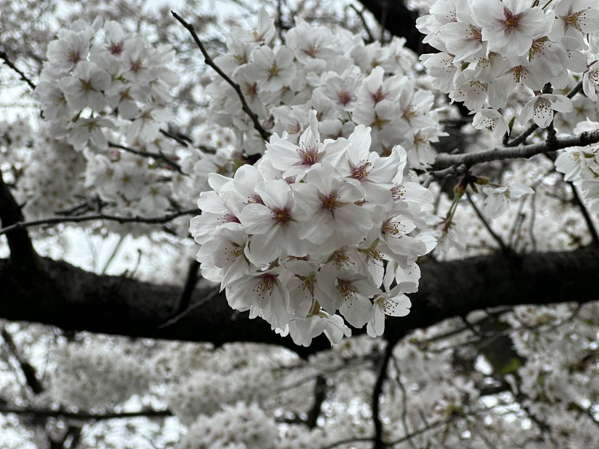 ecb9b31's tweet photo. 桜

iPhone14Proにて撮影 https://t.co/rE01lqZF55