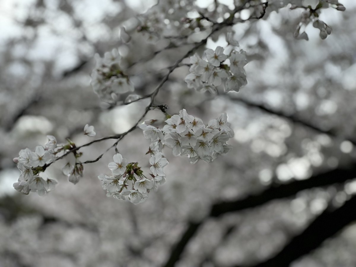 ecb9b31's tweet photo. 桜

iPhone14Proにて撮影 https://t.co/rE01lqZF55