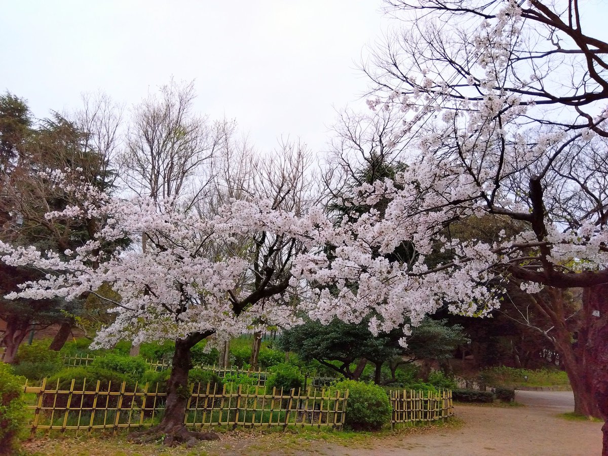 鶴舞公園の桜🌸は満開で
いと美しいかったです。
