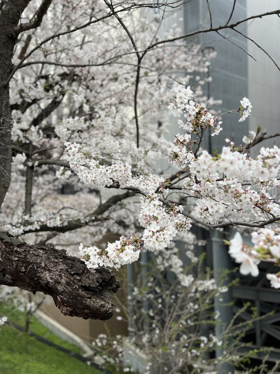 RuheKASUGA's tweet photo. #千葉大学医学部 の桜が満開。 https://t.co/f5Ico14KLk