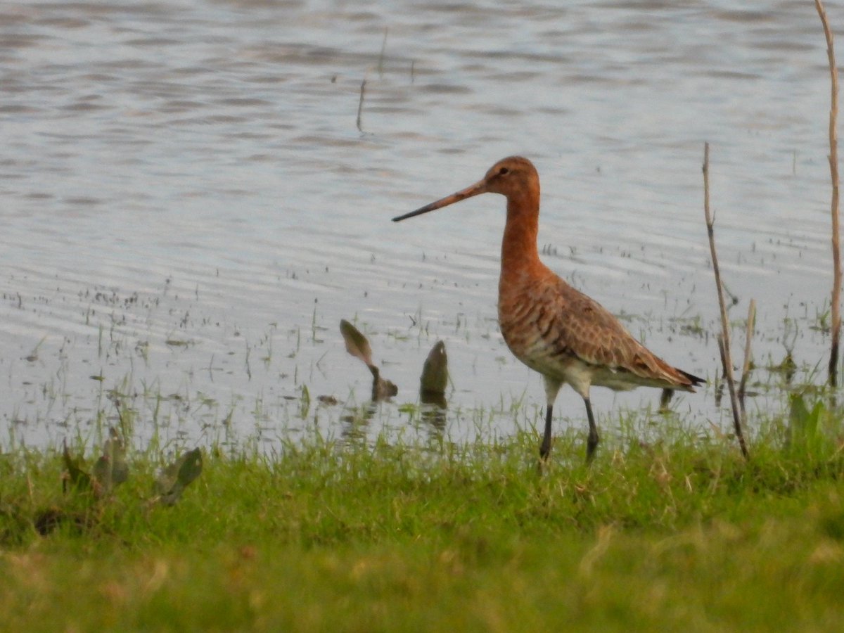 Black-tailed Godwit still present at Clifton Pits this morning. @WorcsBirding