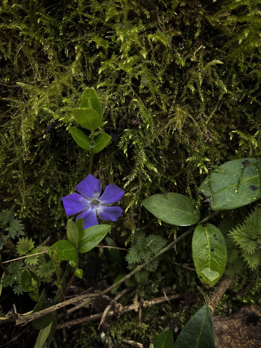 HollyOakLife's tweet image. #februarygarden 美しいなぁ(*´꒳`*)苔も庭中に増えて嬉しい♡ #ツルニチソウ #periwinkle #多年草 #perennial #frenchcountryliving #frenchcountrygarden #フランス生活 #庭のある暮らし #庭の花 #田舎暮らし #フランス