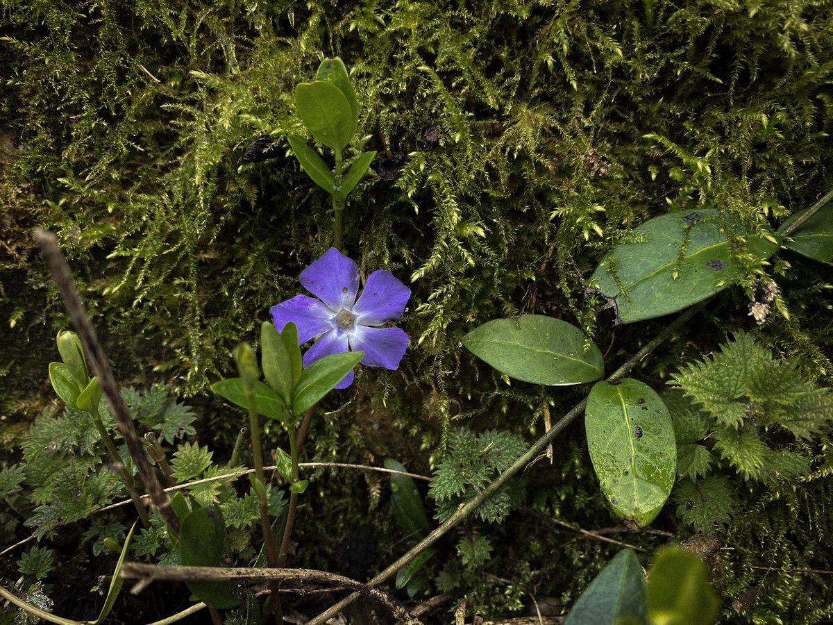 HollyOakLife's tweet image. #februarygarden 美しいなぁ(*´꒳`*)苔も庭中に増えて嬉しい♡ #ツルニチソウ #periwinkle #多年草 #perennial #frenchcountryliving #frenchcountrygarden #フランス生活 #庭のある暮らし #庭の花 #田舎暮らし #フランス