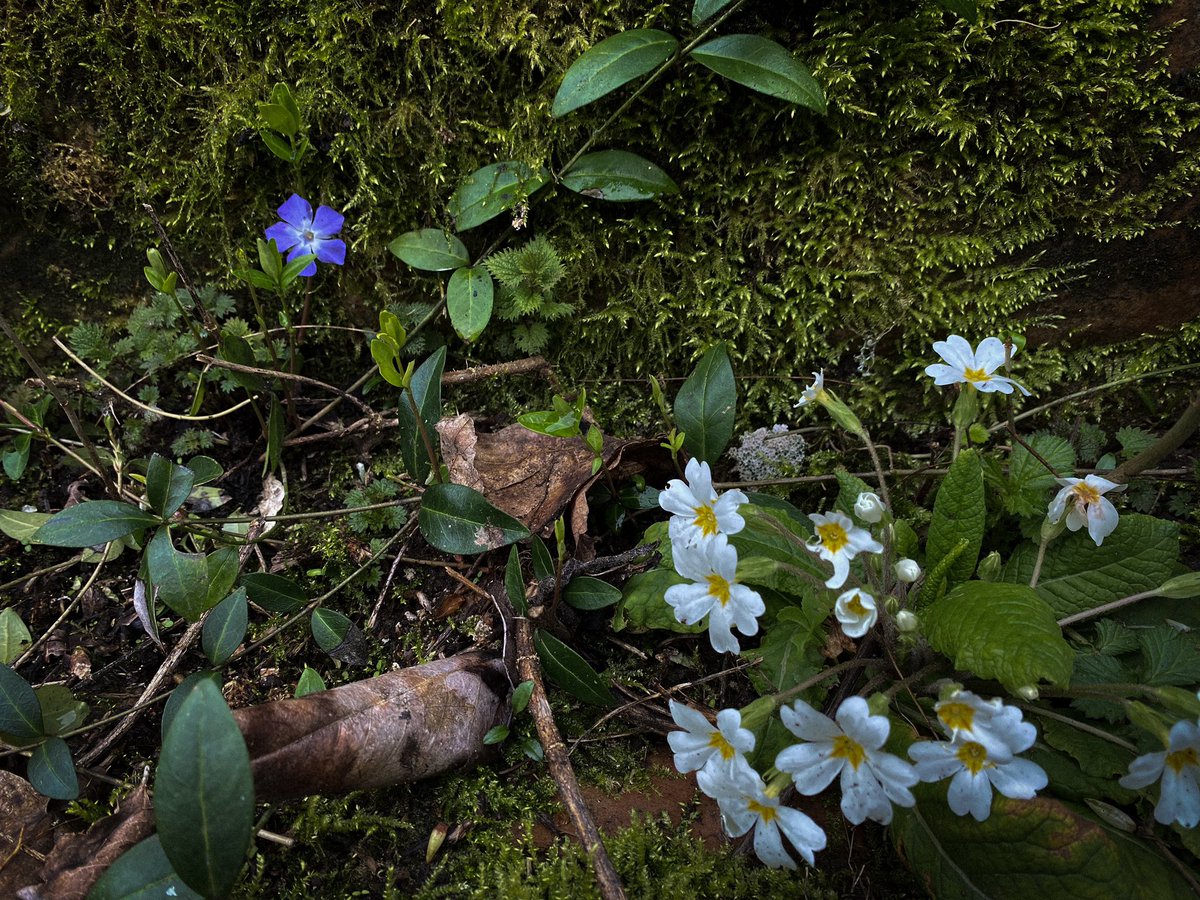 HollyOakLife's tweet image. #februarygarden 美しいなぁ(*´꒳`*)苔も庭中に増えて嬉しい♡ #ツルニチソウ #periwinkle #多年草 #perennial #frenchcountryliving #frenchcountrygarden #フランス生活 #庭のある暮らし #庭の花 #田舎暮らし #フランス