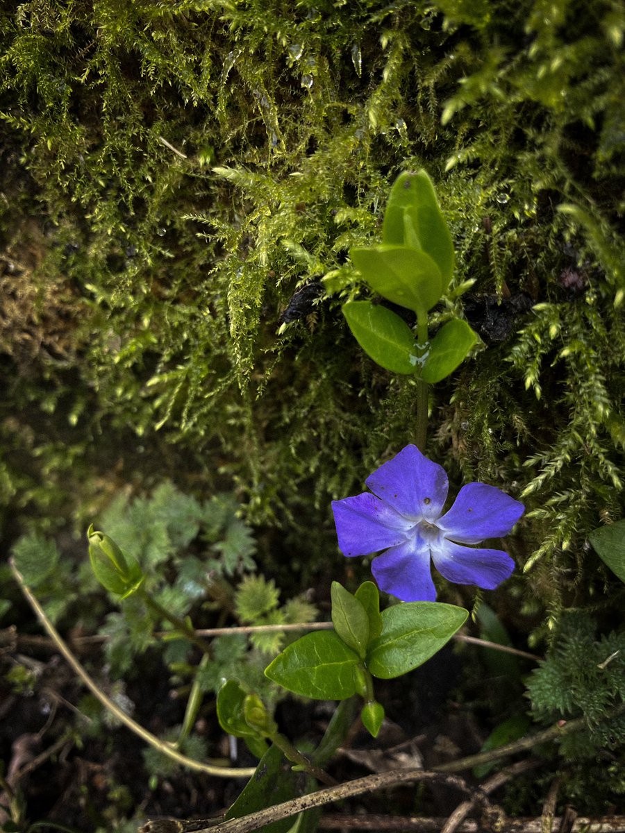 HollyOakLife's tweet image. #februarygarden 美しいなぁ(*´꒳`*)苔も庭中に増えて嬉しい♡ #ツルニチソウ #periwinkle #多年草 #perennial #frenchcountryliving #frenchcountrygarden #フランス生活 #庭のある暮らし #庭の花 #田舎暮らし #フランス