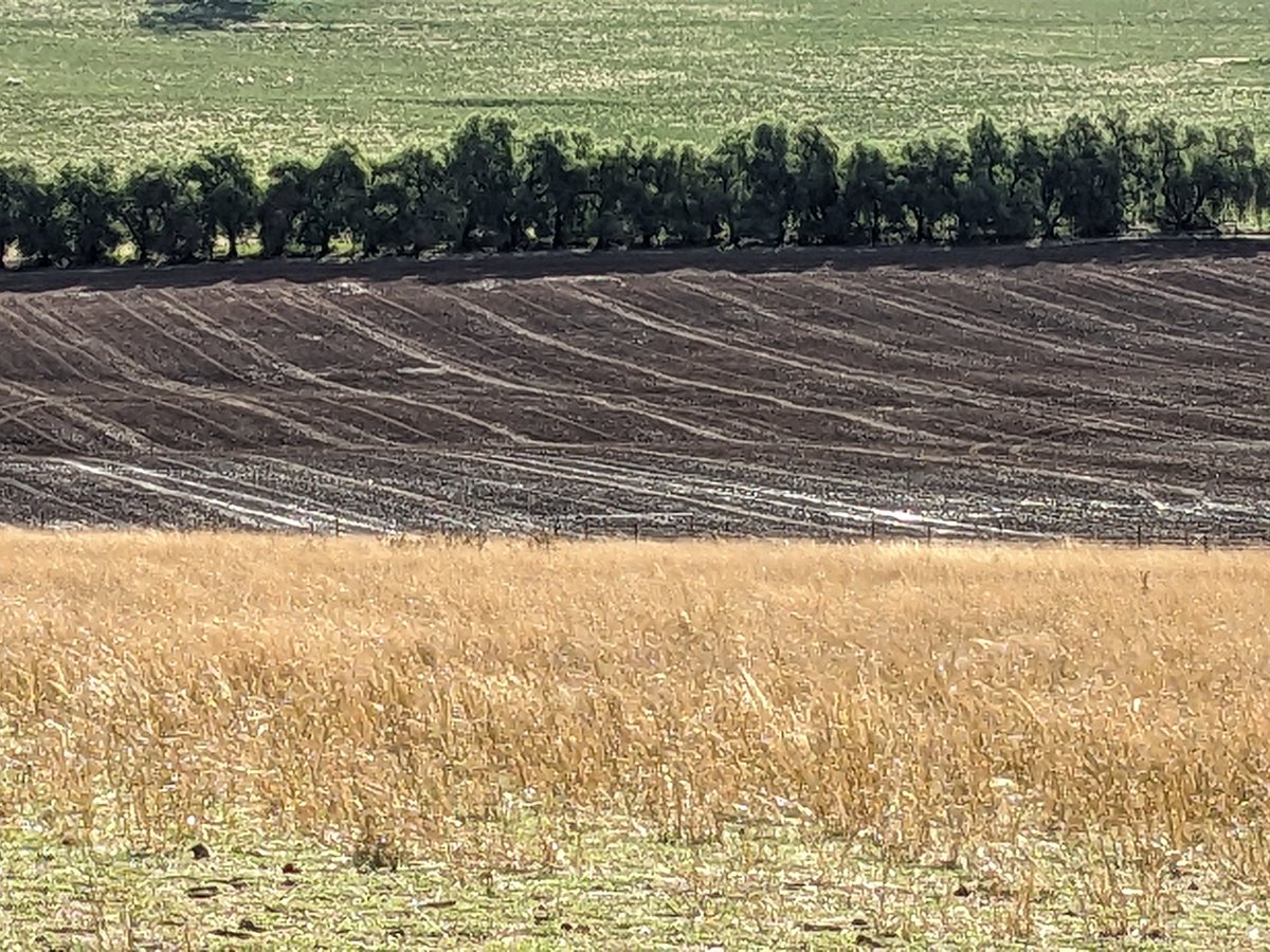 Paddocks a bit wet. Don't know how the canola sown Wednesday will like that.