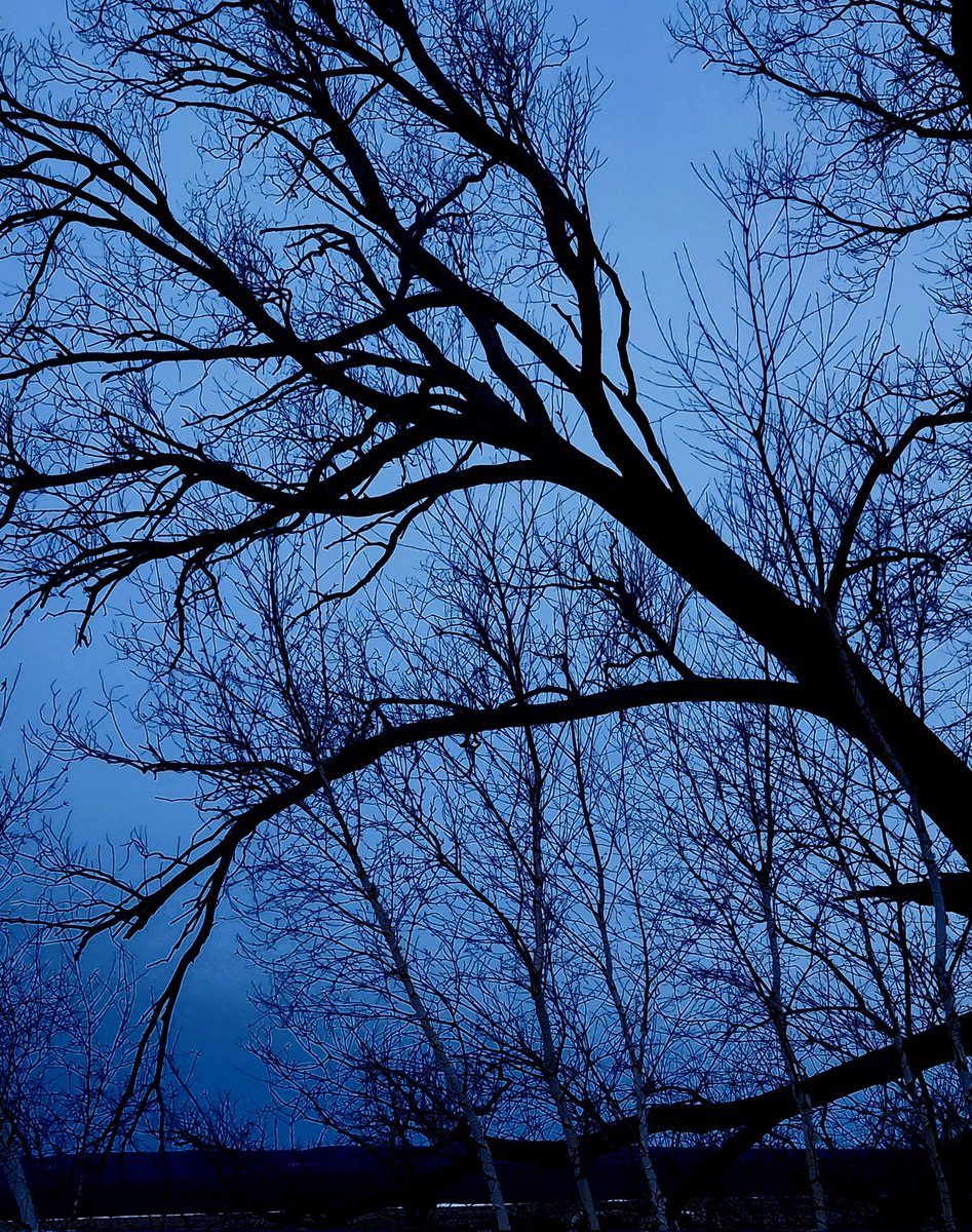 A blue dusk night with the trees.. (My 📸)