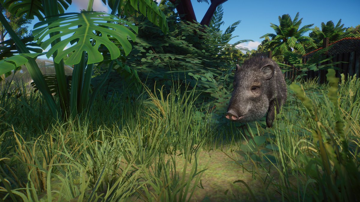 Paleo_Pizza's tweet photo. This is my first Collared Peccary 🐖 enclosure, had a spare 30mins or so and wanted to make something nice and simple. 😄
https://t.co/lo1HqQoDlH
🦒 - @PlanetZooGame
#planetzoo
#planetzoogame
#planetzoobuilds
#collaredpeccary https://t.co/smwBJsyFHV