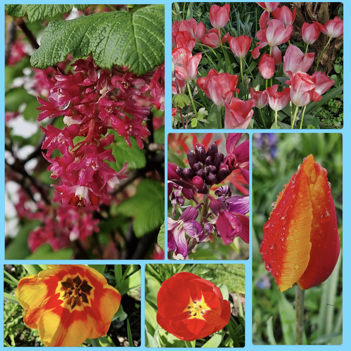 #GoodMorningEveryone Brightening up yet another wet day it’s #SixOnSaturday have the best one you can 🥰 #SaturdayVibes #FlowersOfTwitter