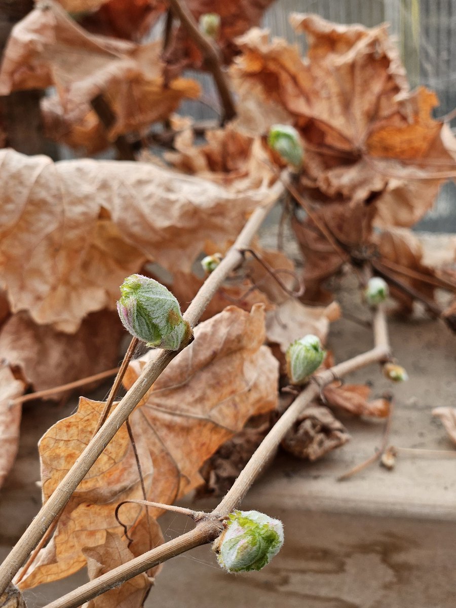 Grape vines coming back to life... 💚