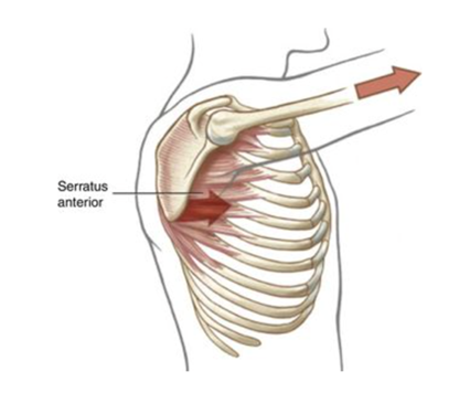 terapiamanualUE's tweet photo. SERRATO ANTERIOR 

El serrato anterior es uno de los músculos más importantes y clínicamente relevantes del complejo del hombro. 

¡Vamos a conocerlo un poco más! https://t.co/bSal9bzUDn