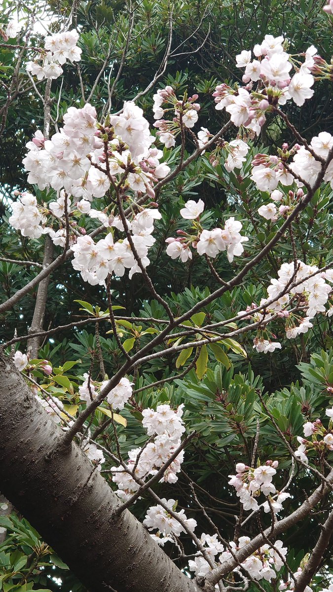 LeftAtsu's tweet photo. 🌸今日のの桜🌸
近所をお散歩🚶
まだ満開では…ないかな？
つぼみもかわいい。
青空で見たいなー。

#サクラ咲ケ2024
#桜 https://t.co/WBWcmyLzzt