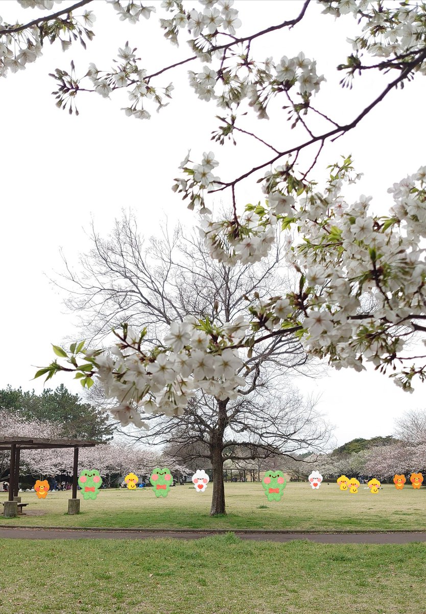LeftAtsu's tweet photo. 🌸今日のの桜🌸
近所をお散歩🚶
まだ満開では…ないかな？
つぼみもかわいい。
青空で見たいなー。

#サクラ咲ケ2024
#桜 https://t.co/WBWcmyLzzt