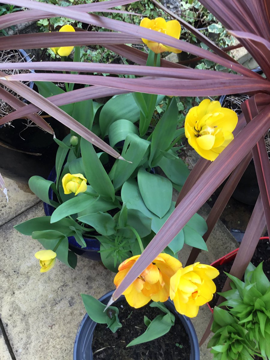 Trinkle96619465's tweet photo. #NotQuiteTheSame I found frothy daffodils came back small & plain the 2nd year…same with these tulips that were beautiful last year, not so impressive this year..pics 1& 2 were last year…pics 3&4 are this year https://t.co/wLpK26VV2L
