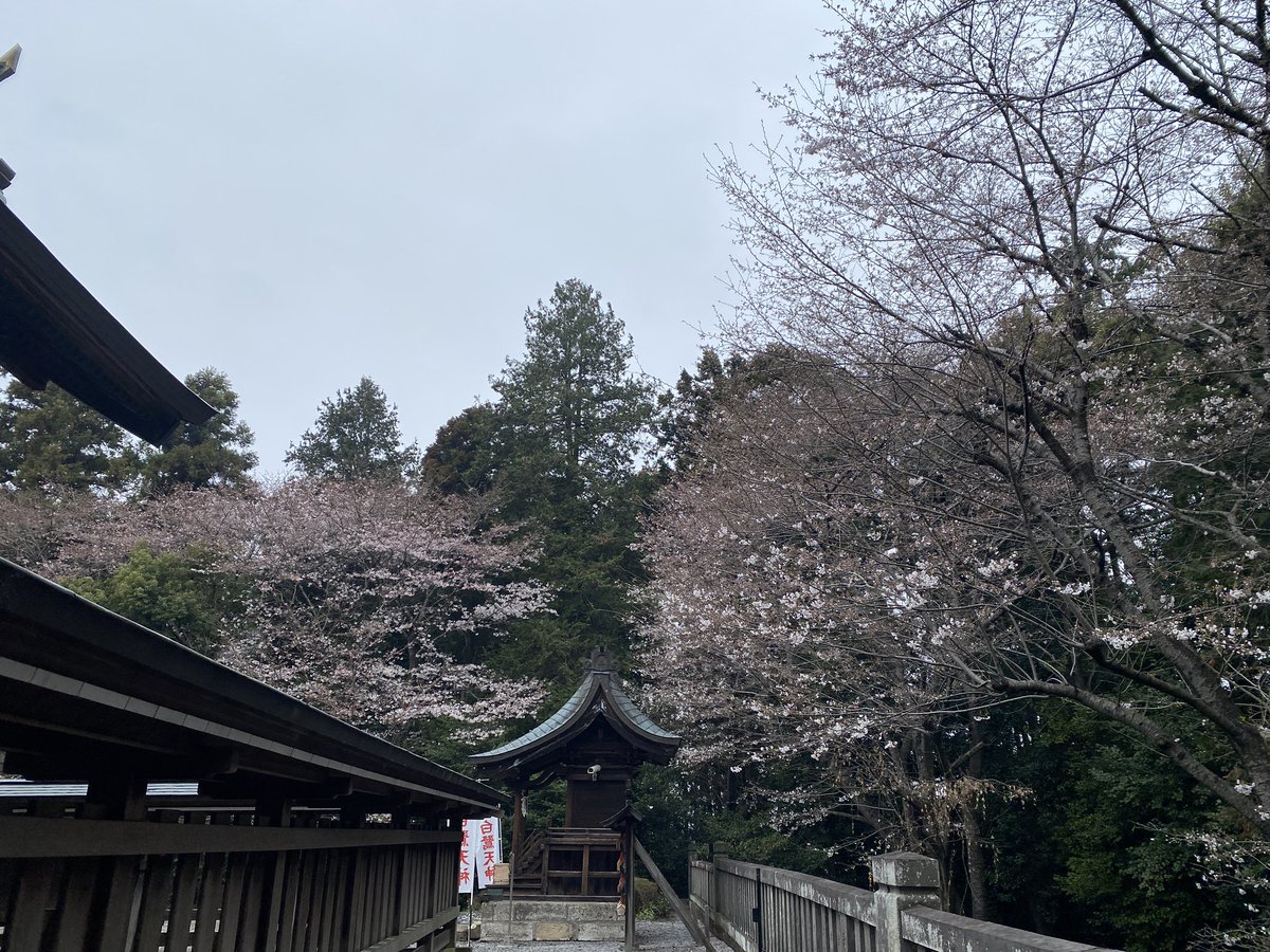 白鷺神社にも行ってました
桜はやっぱりちょろっとぼちぼち(白目)
御朱印も頂きました
たくさんいただいた(白目) 