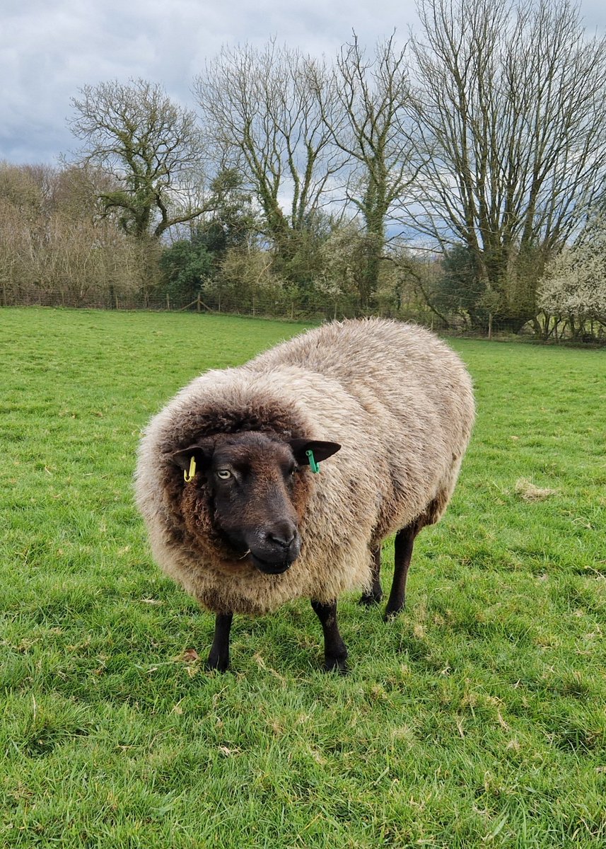 Beautiful Crystal wondering what the storm forecast for today will bring. It's extremely windy outside, just hoping the rain isn't too heavy

#animalsanctuary #sheep365 #texelsheep #sponsorasheep #nonprofit #amazonwishlist #AnimalLovers #foreverhome 

woollypatchworksheepsanctuary.uk
