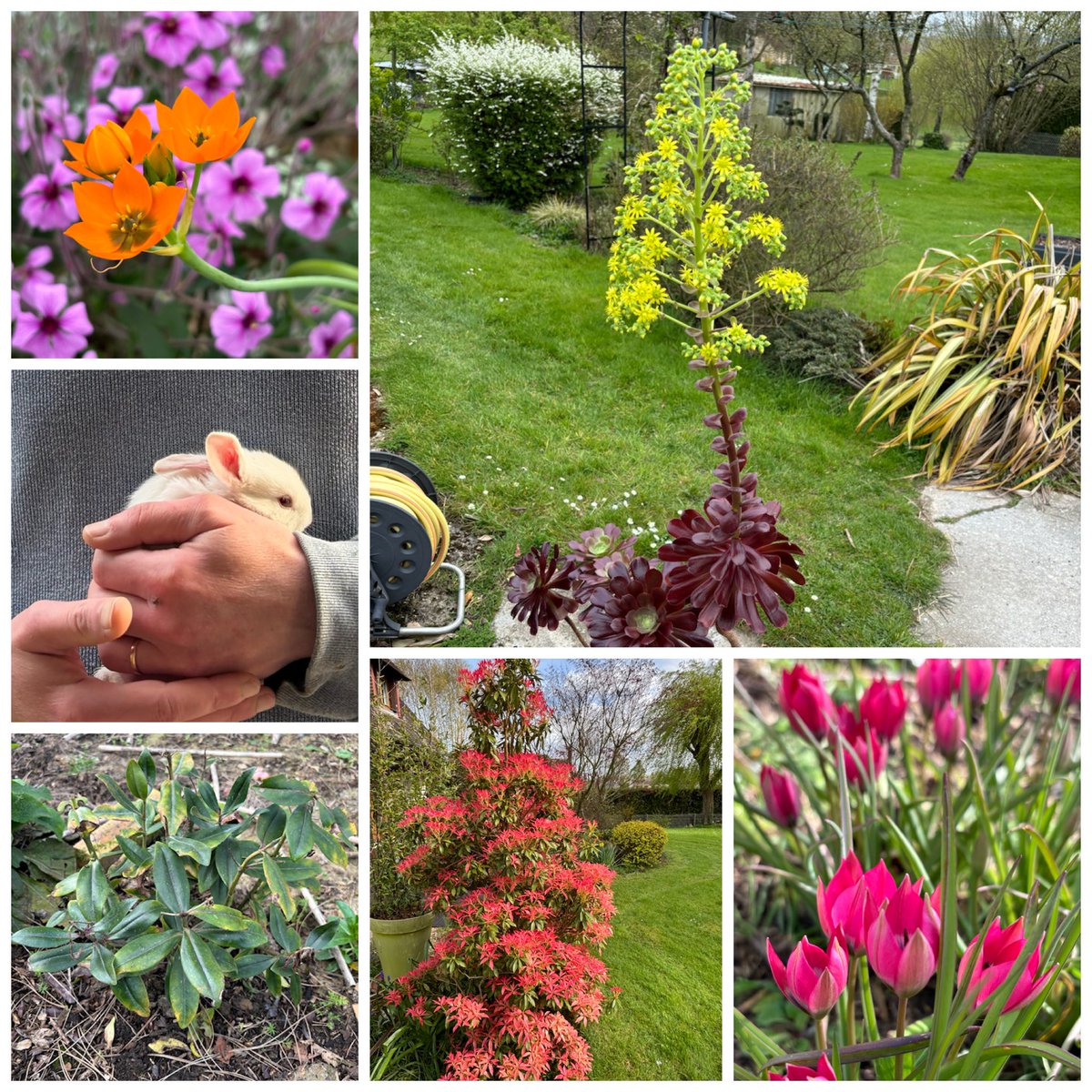 #sixonsaturday 06-04-24 : ornithogalum, pieris and tulips to add warm colors. Hebe for advice, an Easter bunny surprise and the aeonium flower spike. fredgardenerblog2.wordpress.com/2024/04/06/six…
