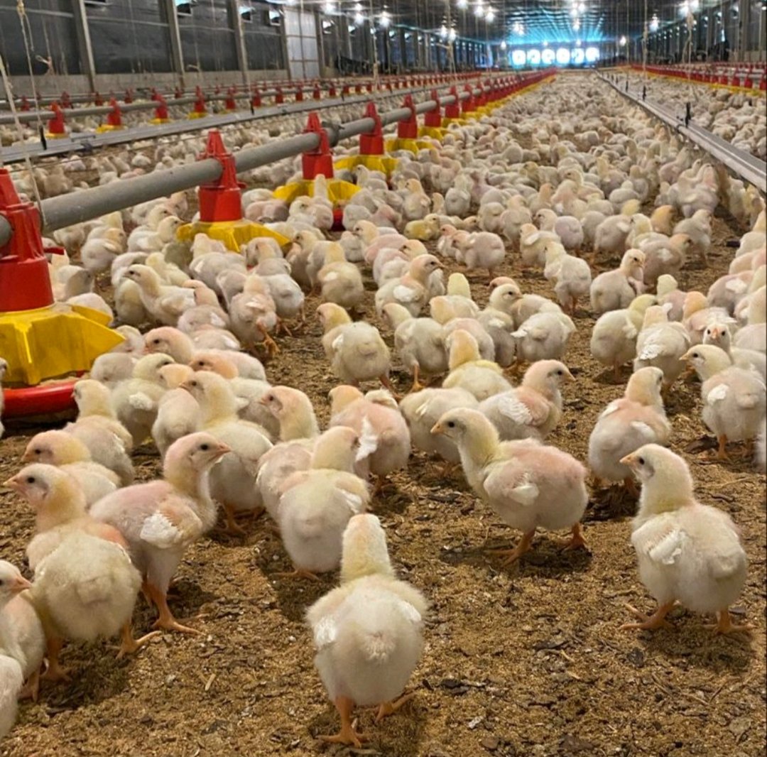 Radvan_Vedasto's tweet photo. In large scale broiler farming, it is very necessary to have additional fans to facilitate ventilation.
Poor ventilation can lead to higher mortality % than an infectious disease.
#farmlink🐓🐓 https://t.co/QcS8ONK4EC