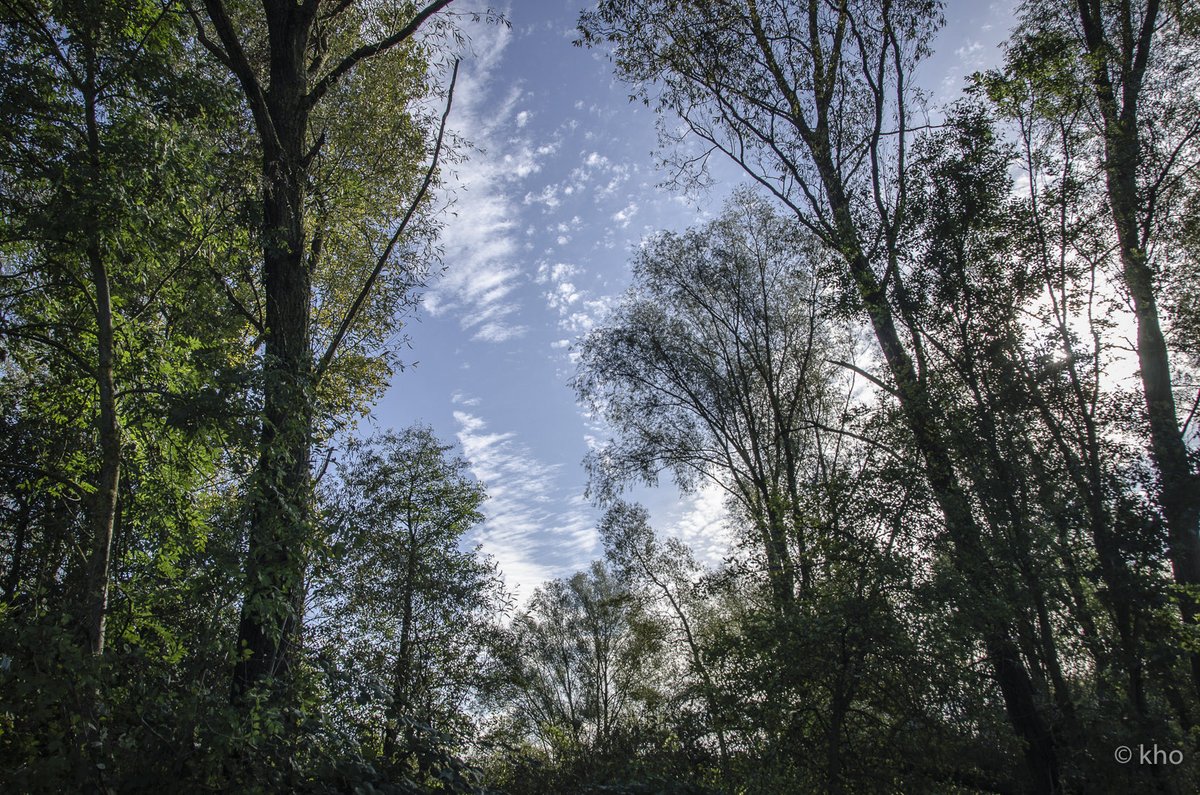 In the depths of the forest, where the trees stand tall, Whispers of wisdom, in nature's call. Leaves rustle softly, as stories unfold, Echoes of ages, in tales untold…