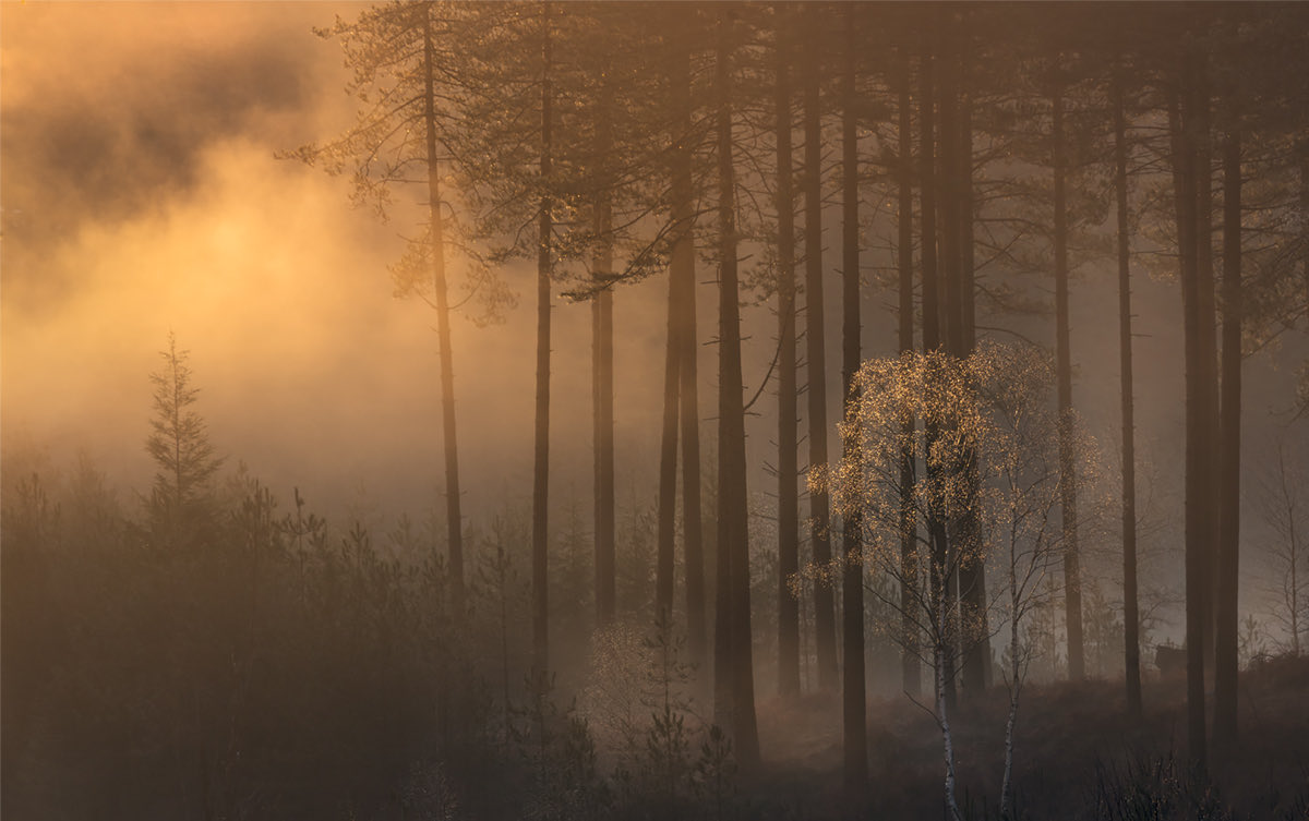 One from last week’s Dawn wander…. #NewForest