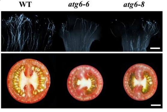 Exciting findings! MAPK20 phosphorylates ATG6, regulating pollen development and germination in tomatoes. 🍅🌼 #PlantScience #PollenDevelopment #MAPK20 #TomatoResearch @OxfordJournals Details:academic.oup.com/hr/advance-art…