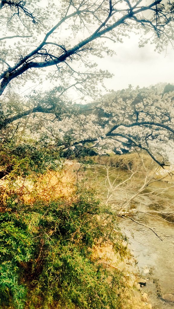 桜の花びらが川へ流れてゆきます。 何故か年々 時間が流れてゆくのが早くなってきました。