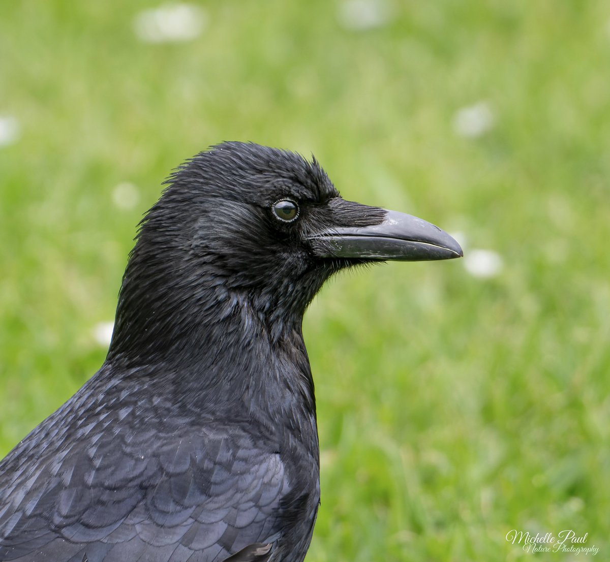 Good morning and welcome to Saturday! It’s going to be a sunny, warm morning here (I’m trying not to get too excited!) ☀️ This Carrion Crow was relaxing in a field of daisies. What a beauty, I just love those feathers and that beak 🖤