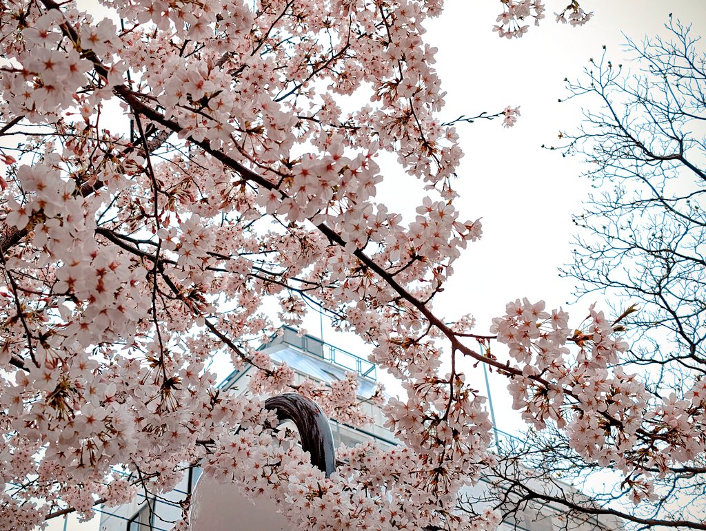 「よう咲いとる 」|moyashiさんのイラスト