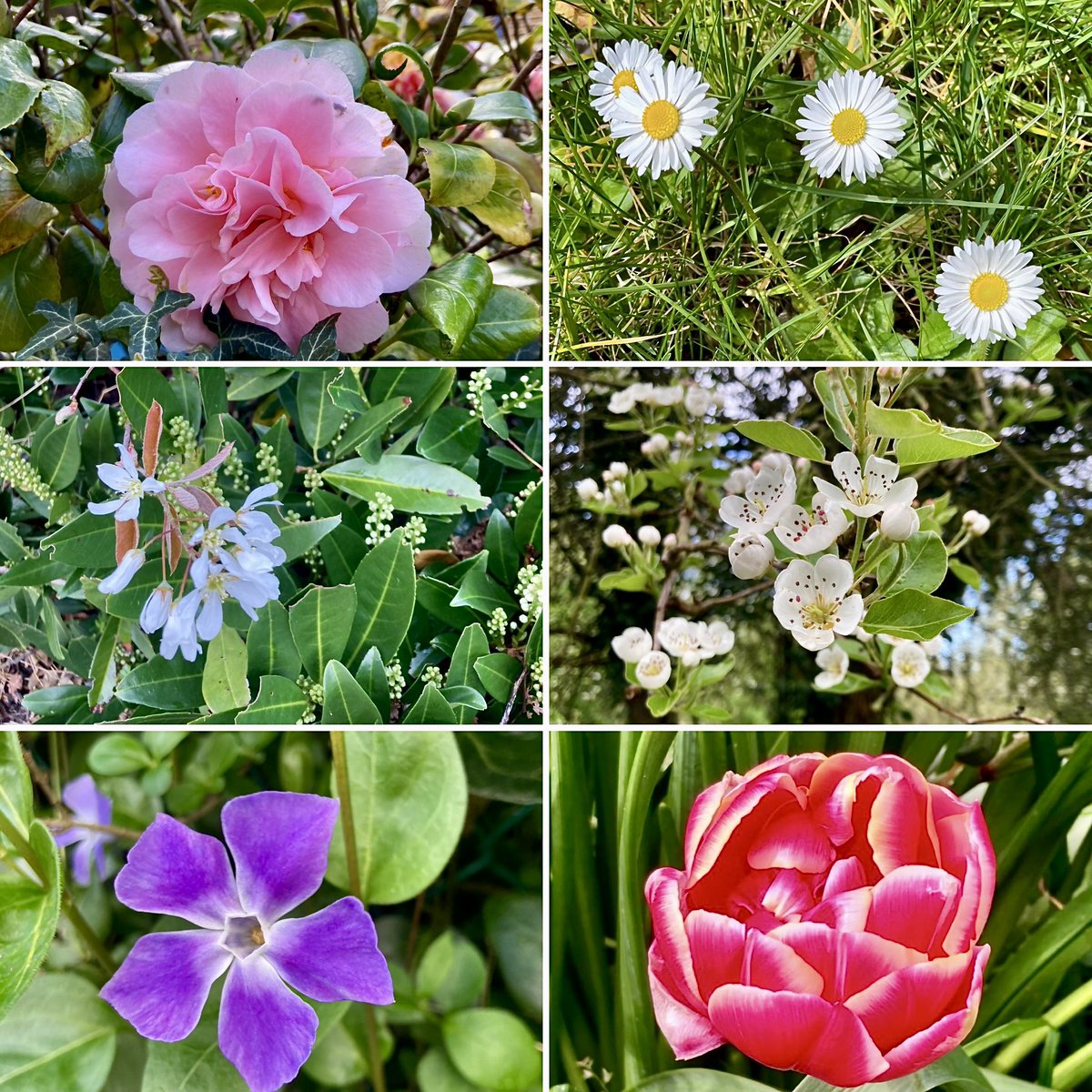 Good morning with my #SixOnSaturday selection for the first week of April. 
Have a fun weekend!
#flowers #flowerphotography #garden #NatureBeauty #SaturdayMotivation