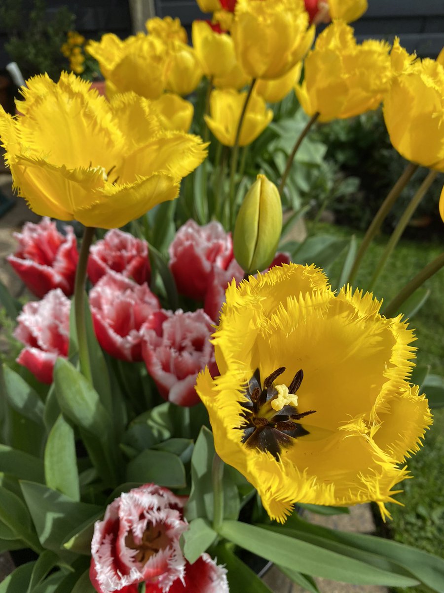 Morning all, more tulips 🌷from the garden, they really are fantastic this year. Have a great weekend everyone #GardeningTwitter #GardeningX