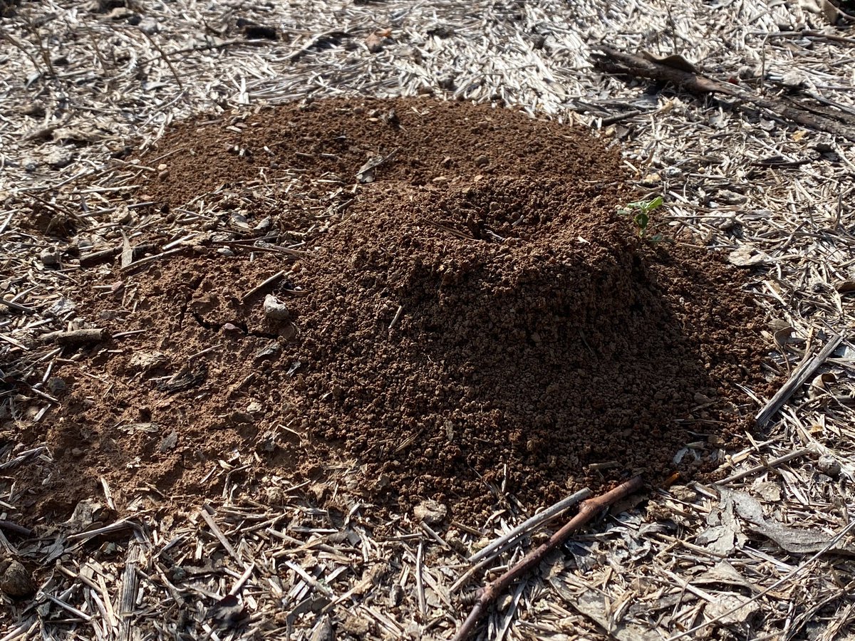 “ The ants 🐜 never get it wrong” Measured this ant hill on Monday afternoon with a tape -72mm high and then went on to receive 68mm of gentle rain for the week, that's an amazing 94% Ant accuracy 🧠🧠🧠👏👏👏👏. Brilliant Anticipation of an upcoming weather event don't you…