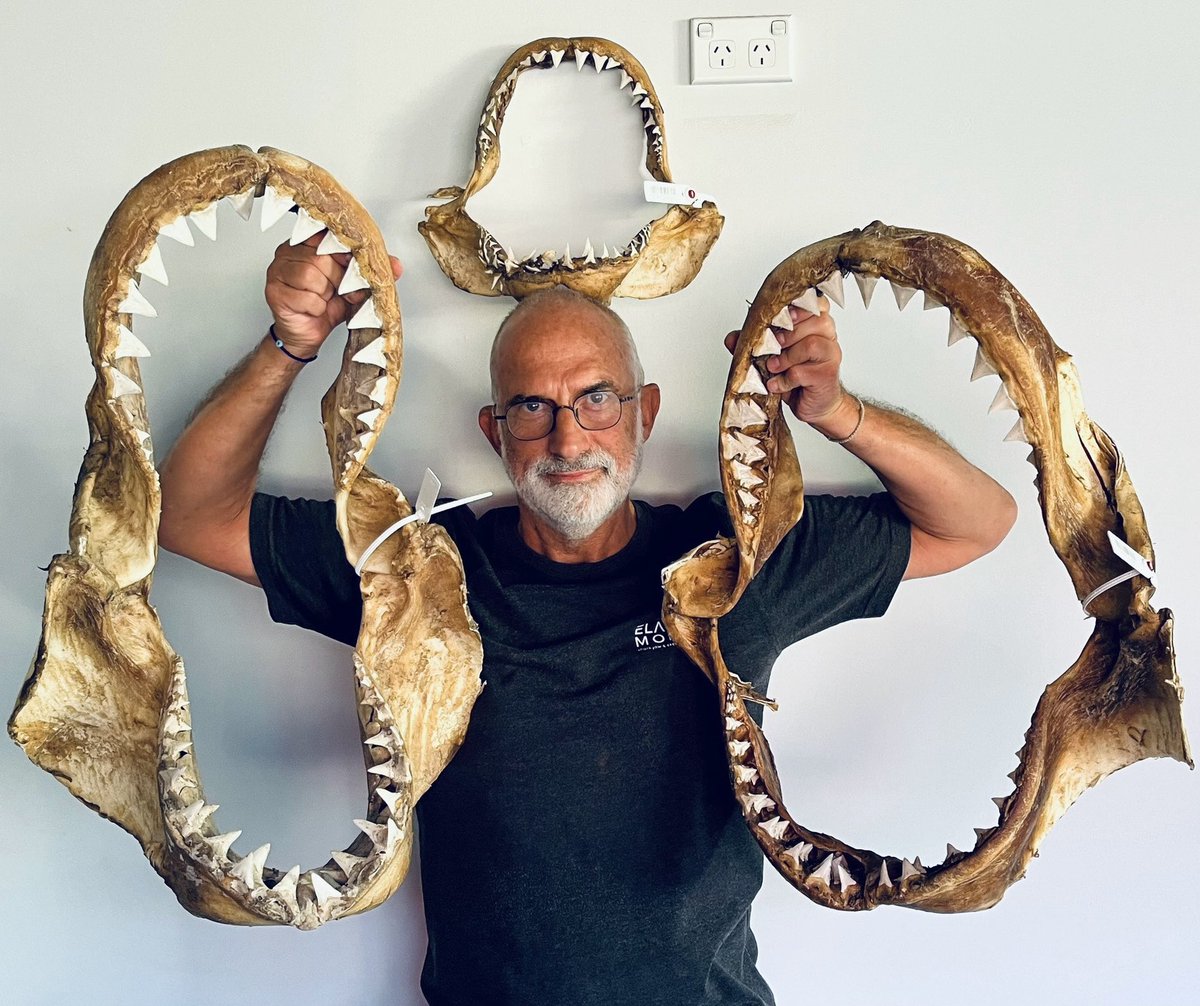 And so begins a new chapter in White shark restoration over the next few months. All came with CITES export papers and therefore can be sold with appropriate export papers out of Australia #elasmomorph #whiteshark #sharkjaws